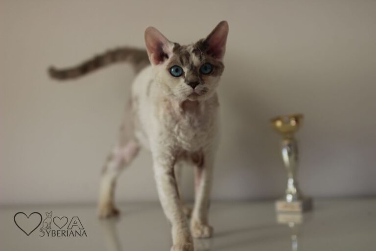 Nikita